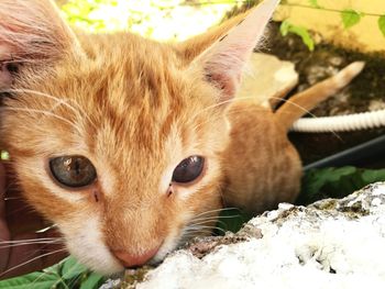 Close-up portrait of ginger cat