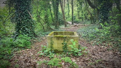 Plants growing in forest