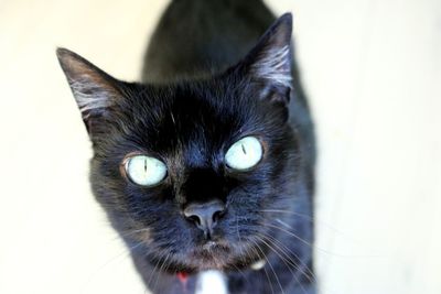 Close-up portrait of black cat