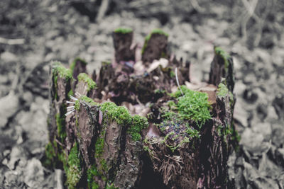 Close-up of moss growing on tree trunk