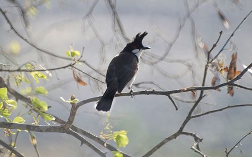 Low angle view of bird perching on tree
