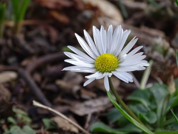 Close-up of white daisy flower on field