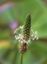 Close-up of white flowers