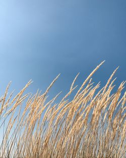 Low angle view of plants against clear blue sky