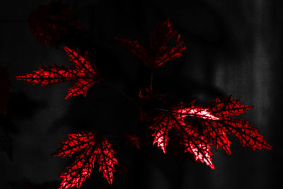 Close-up of red maple leaves on tree during night