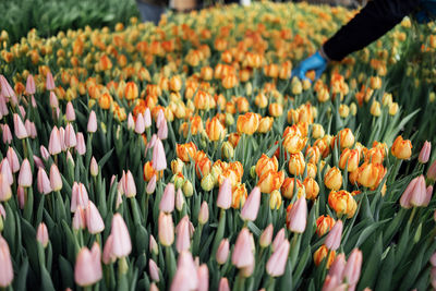 Close-up of flowers