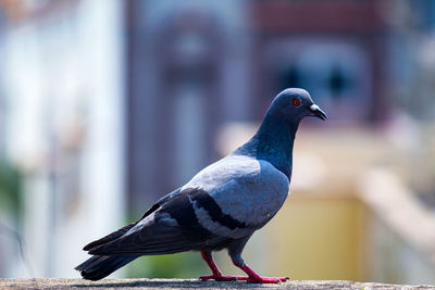 Close-up of bird perching outdoors