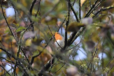 Close-up of bird perching on branch