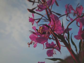 Close-up of pink flowers