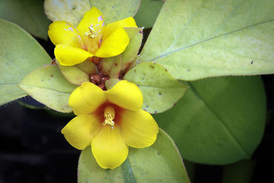 Close-up of yellow flowering plant