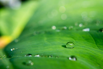 Close-up of water drops on green leaves during rainy season