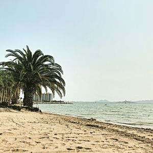 Palm trees on beach against clear sky