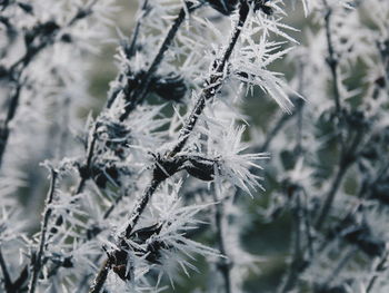 Close-up of frozen plant
