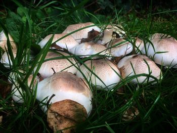 Close-up of mushrooms on grass