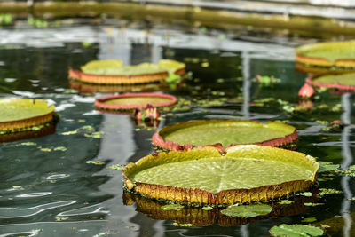 Close-up of lotus water lily in lake