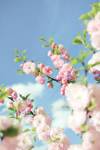 Branch of pink almond tree blossom in blue sky