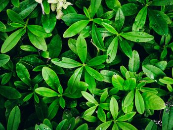 Full frame shot of wet plants