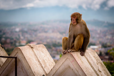 Monkey sitting on stone against sky