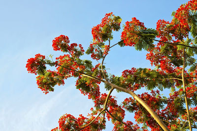 Low angle view of autumn tree against sky