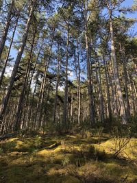 Low angle view of bamboo trees in forest