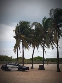 Palm trees on beach against sky