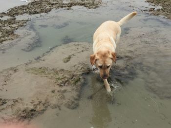 High angle view of dog drinking water at beach