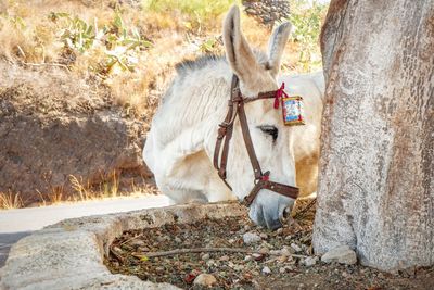 Donkey standing next to a tree