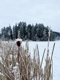 winter