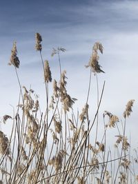 Low angle view of flowering plants against sky