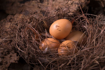 Close-up of eggs in nest