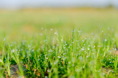 Close-up of grass