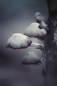 Close-up of mushrooms growing outdoors