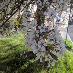 Close-up of cherry blossom tree