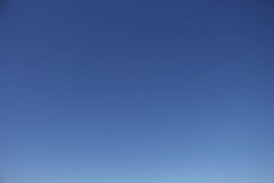 Low angle view of tree against clear blue sky