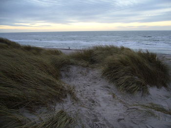 Grass growing on sand dunes at beach