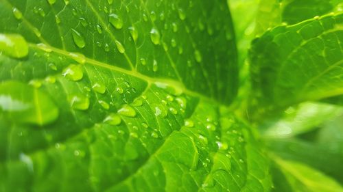 Full frame shot of wet leaf