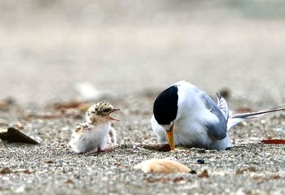 Close-up of birds eating