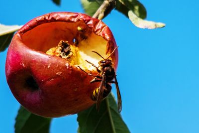 Close-up of insect on fruit