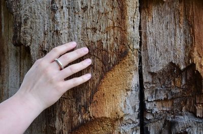 Close-up of hand touching tree trunk