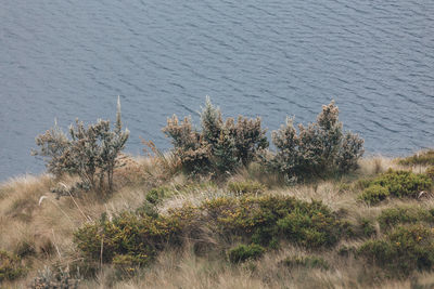 High angle view of plants growing on land