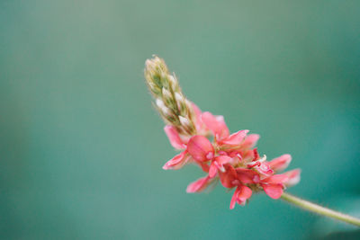 Close-up of pink cherry blossom