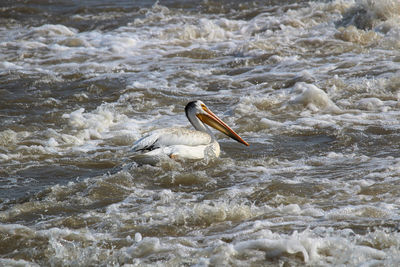 An american white pelican swims in white water