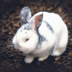 Close-up of a rabbit on field