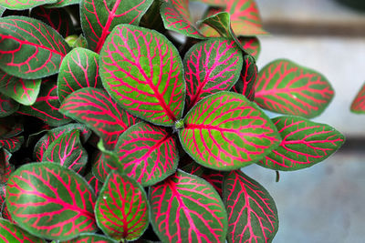 Bright green and pink leaves on a nerve plant.