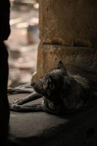 Dog resting in stone ruins of angkor wat in cambodia