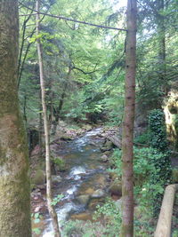 Trees in forest