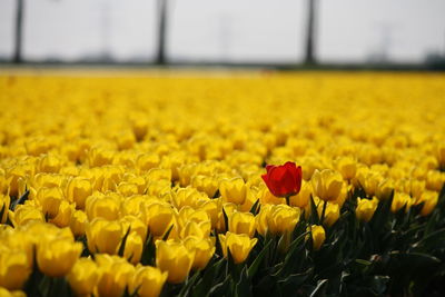 Flowers growing in field