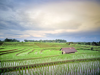 Cottage in the middle of rice fields