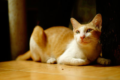 Portrait of ginger cat sitting on floor