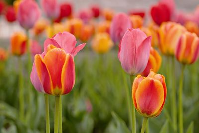 Close-up of orange tulips on field